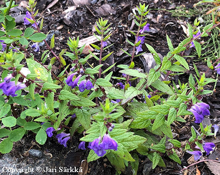 Scutellaria galericulata, luhtavuohennokka